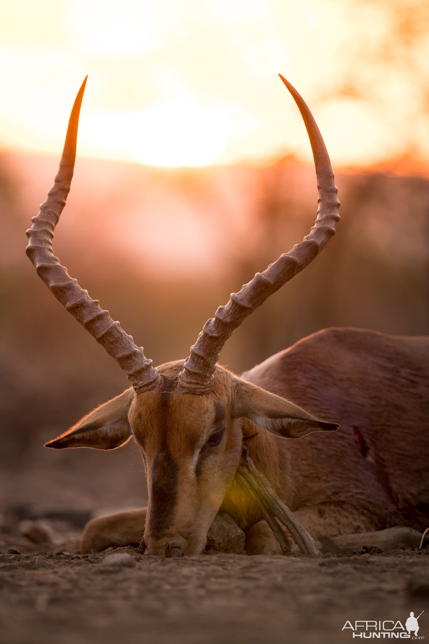 Bow Hunting Impala in South Africa