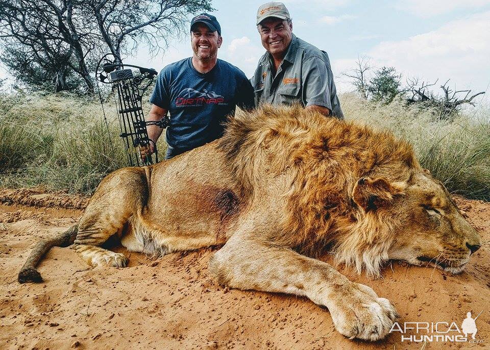 Bow Hunting Lion South Africa