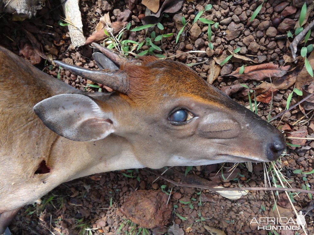 Bow Hunting Weyn's Duiker Central African Republic C.A.R.