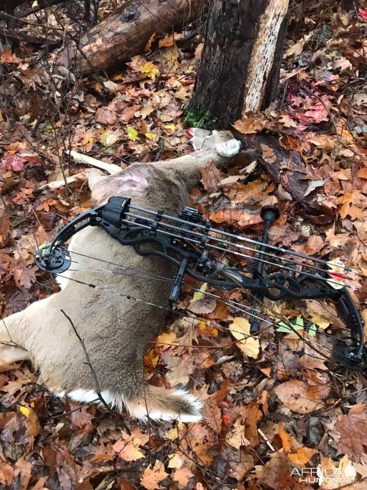 Bow Hunting Whitetail Deer