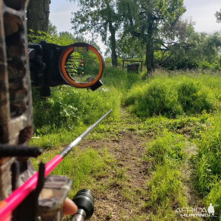 Bow Range Shooting