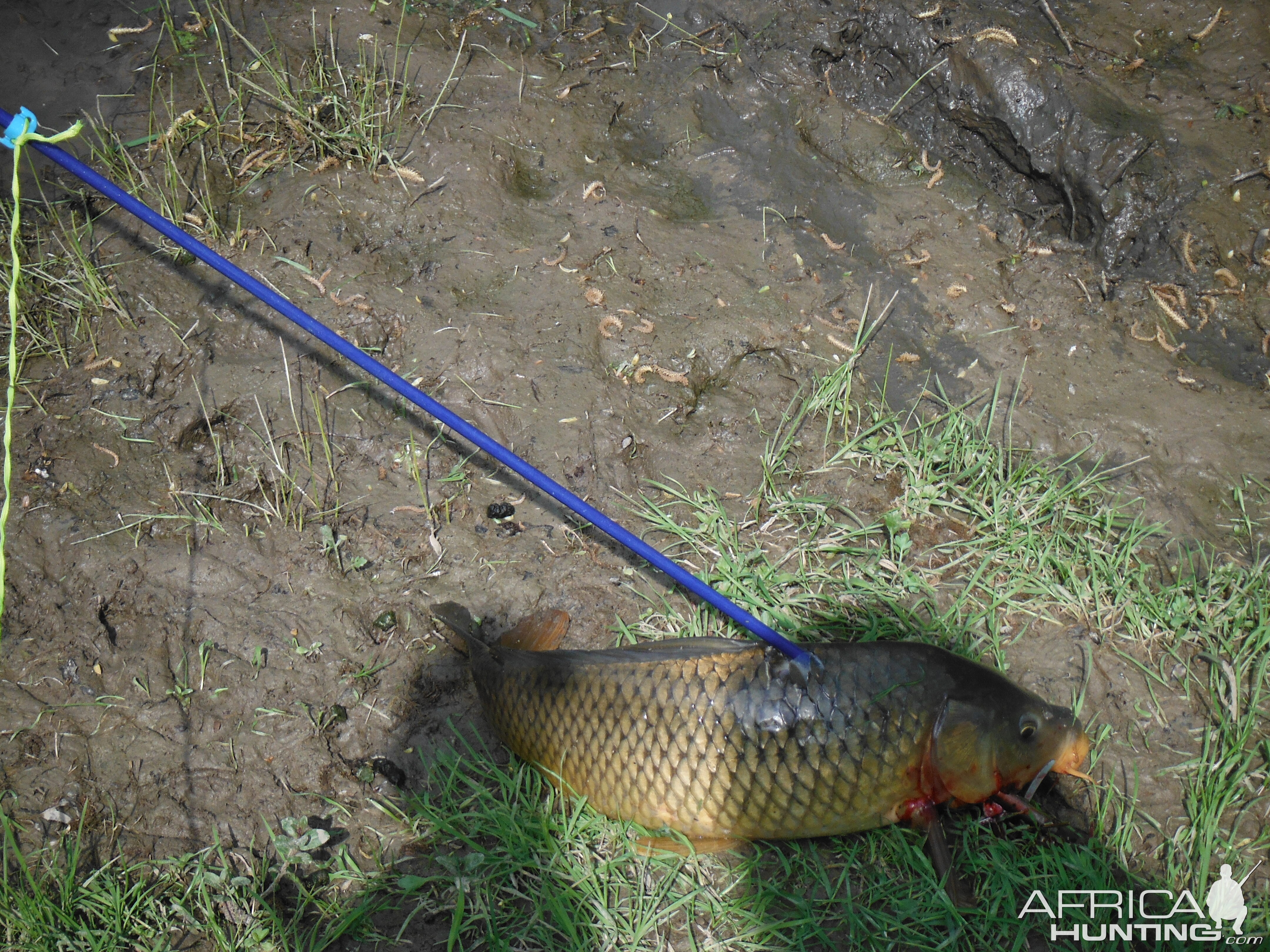 Bowfishing Carp