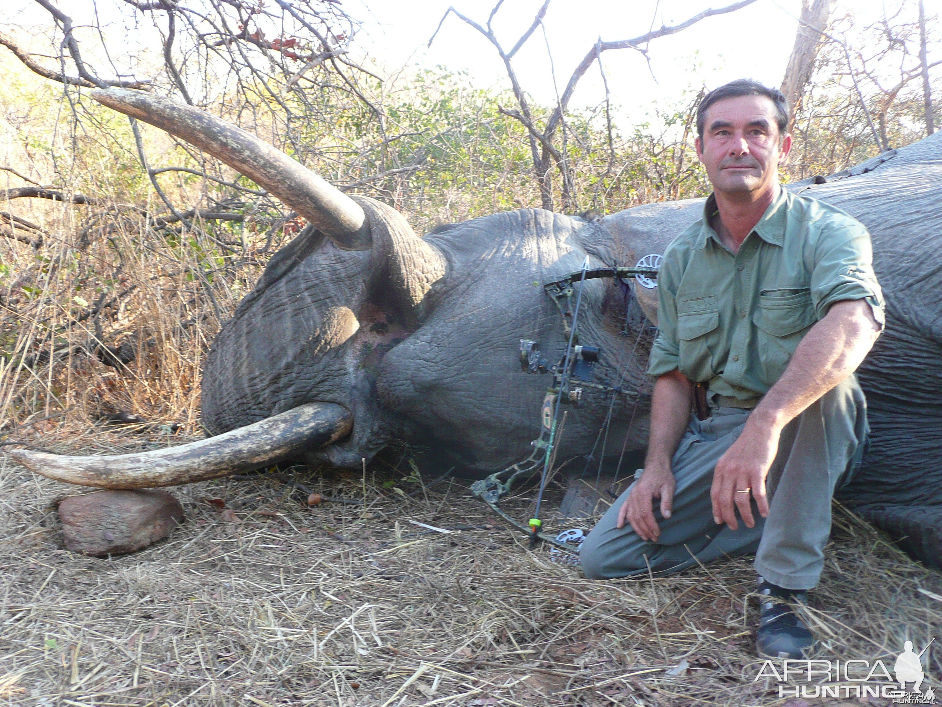 bowhunted elephant