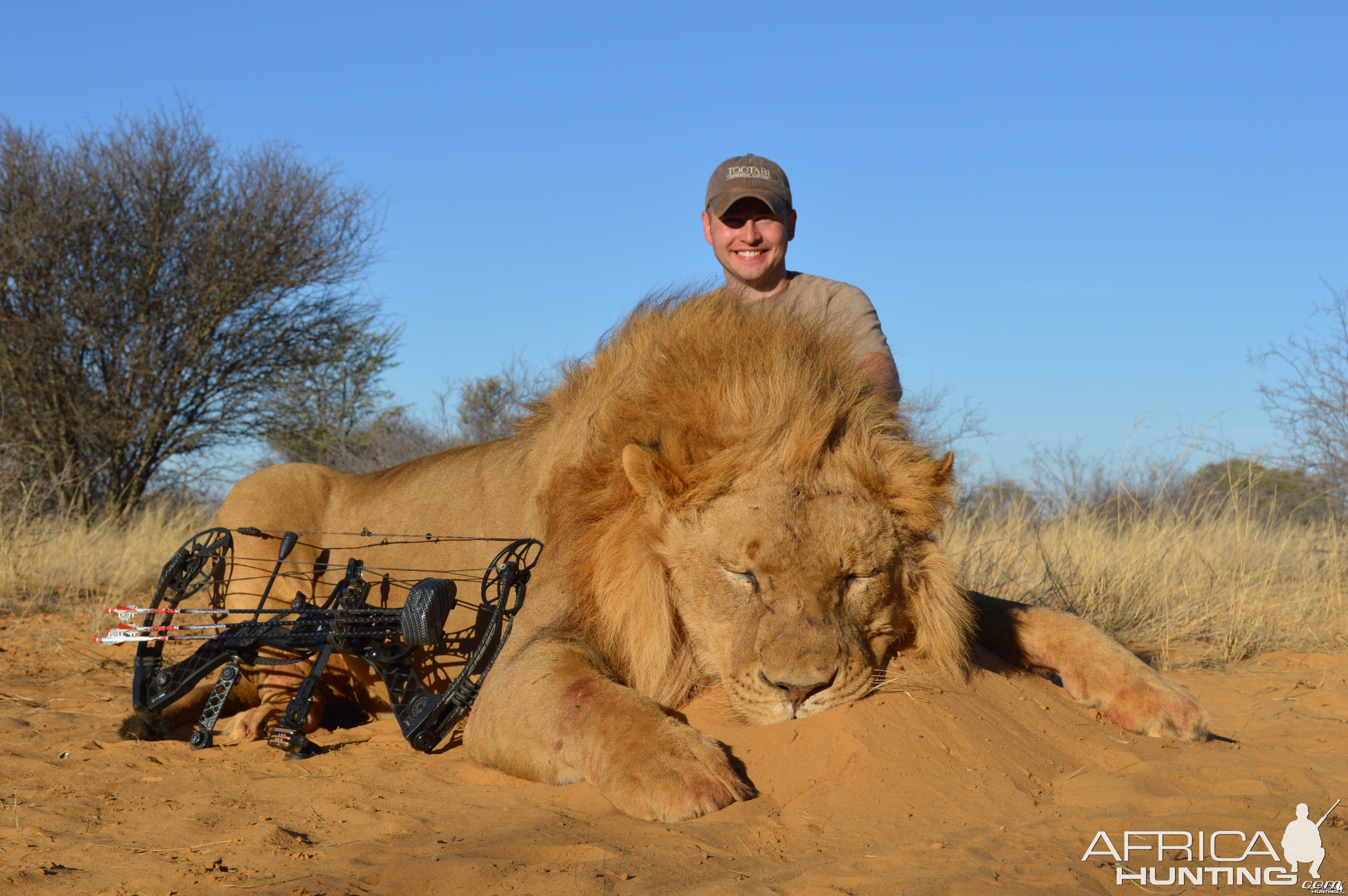 Bowhunted Lion