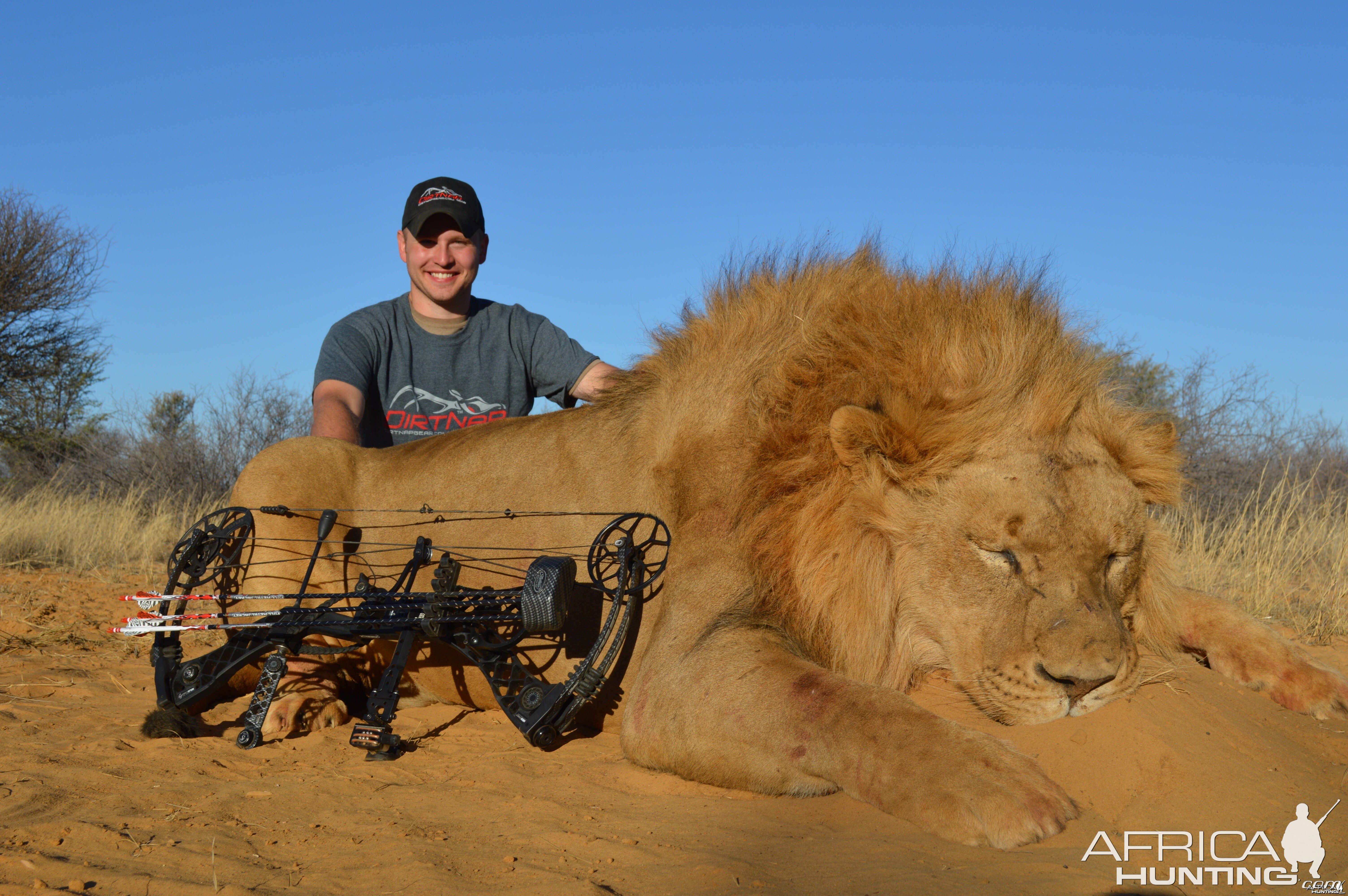 Bowhunted Lion