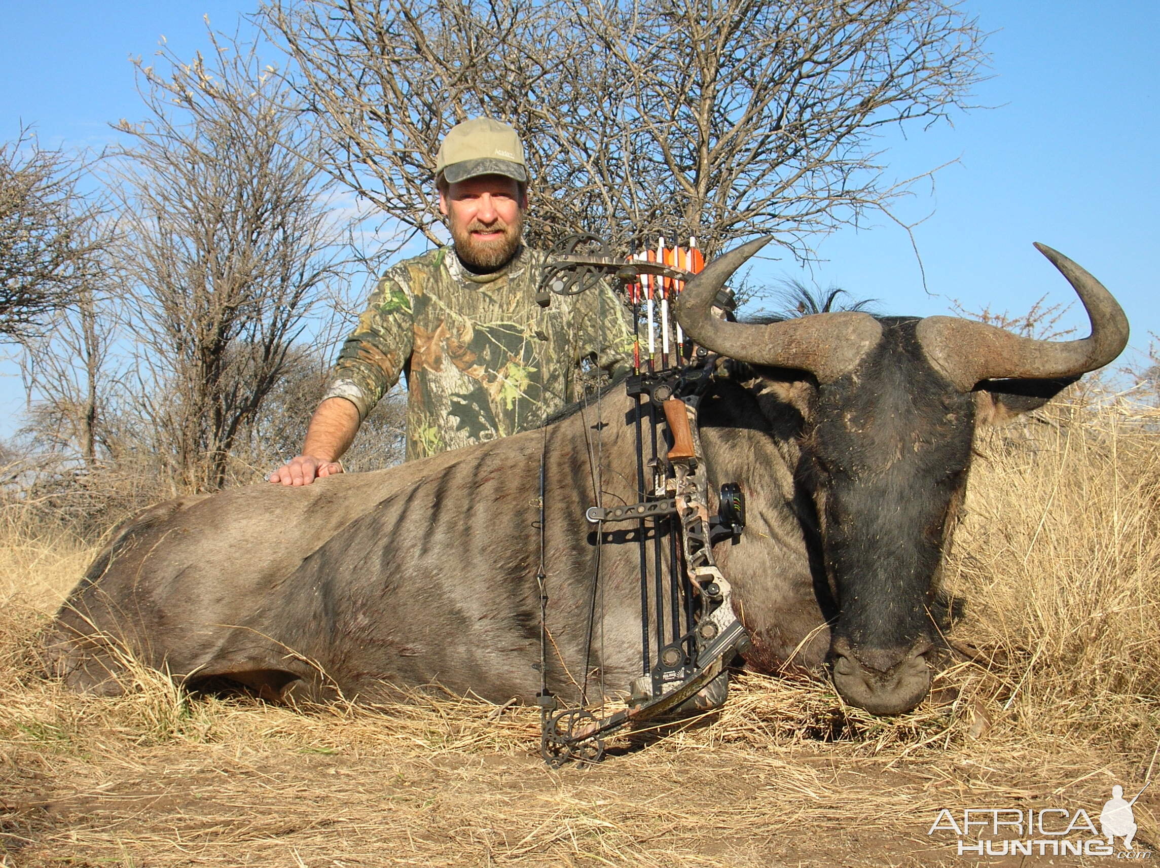 Bowhunting Blue Wildebeest in Namibia