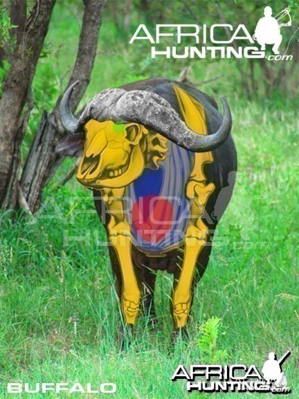 Bowhunting Buffalo Front View Shot Placement
