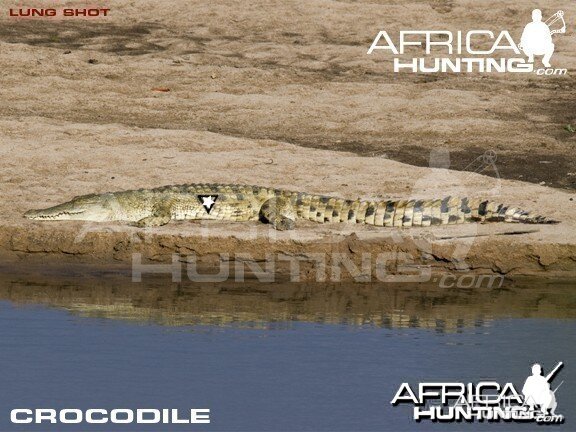 Bowhunting Crocodile Shot Placement