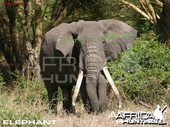 Bowhunting Elephant Front View Shot Placement