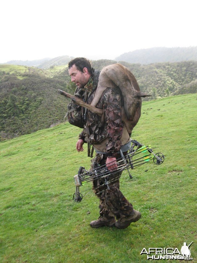 Bowhunting Fallow Deer in New Zealand