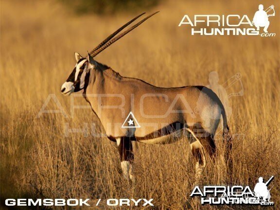 Bowhunting Gemsbok Shot Placement