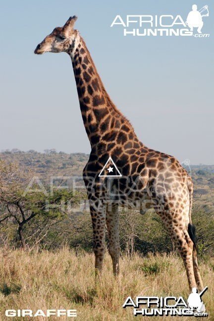 Bowhunting Giraffe Shot Placement