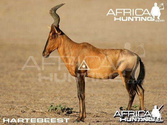 Bowhunting Hartebeest Shot Placement