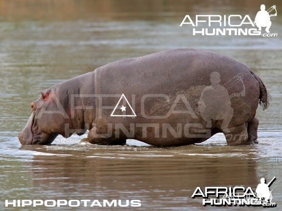 Bowhunting Hippopotamus Shot Placement