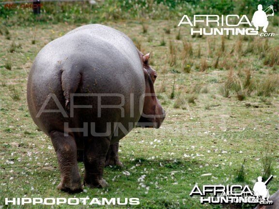 Bowhunting Hippopotamus Shot Placement