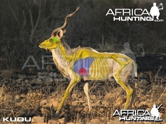 Bowhunting Kudu Shot Placement