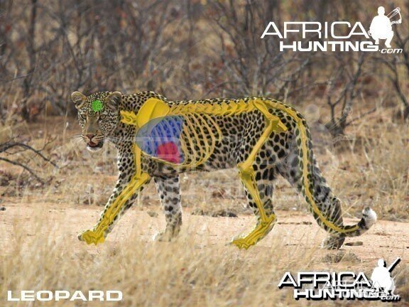 Bowhunting Leopard Shot Placement