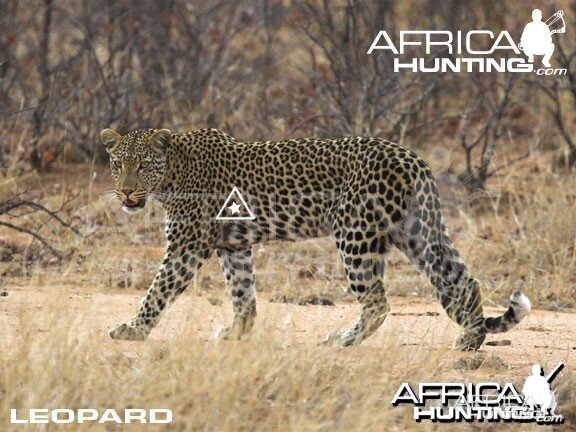 Bowhunting Leopard Shot Placement