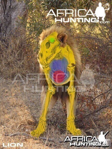Bowhunting Lion Front View Shot Placement