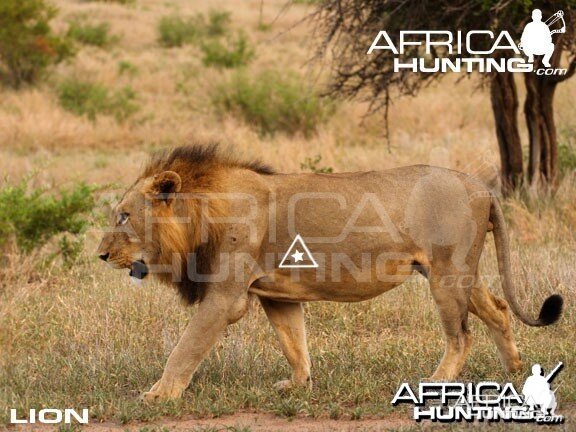 Bowhunting Lion Shot Placement