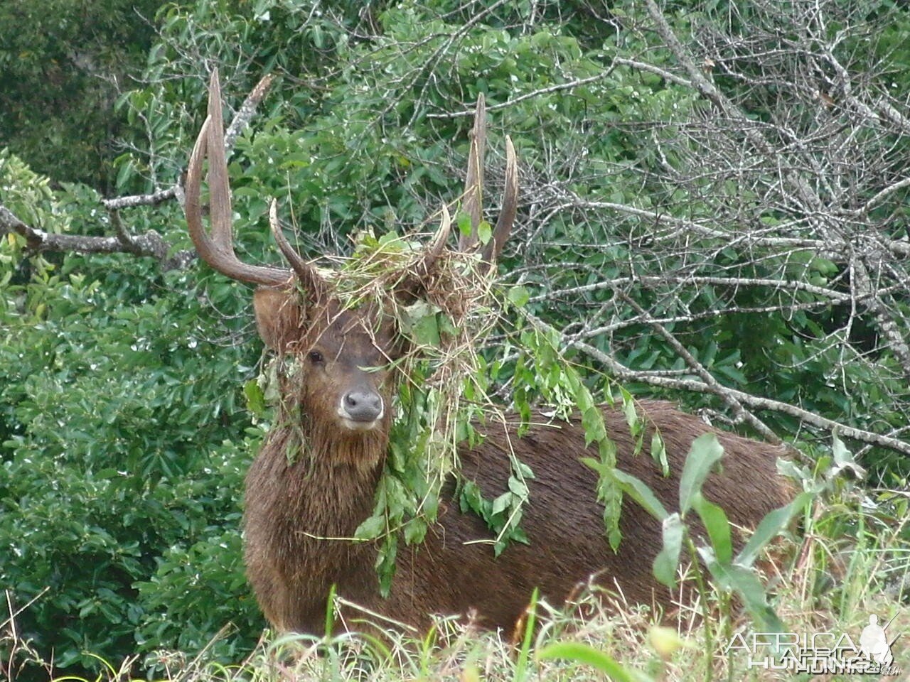 Bowhunting Rusa Deer in Mauritius