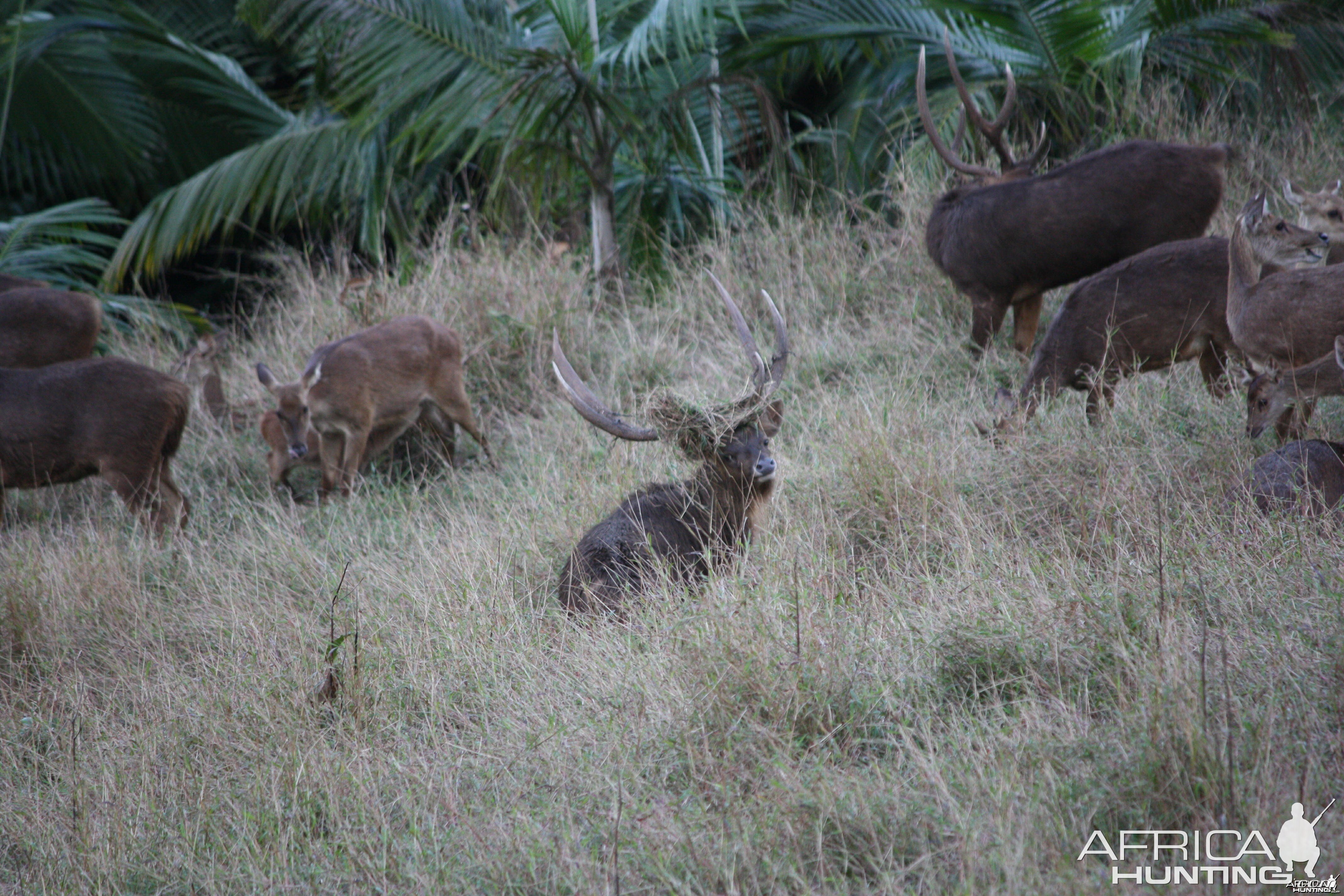 Bowhunting Rusa Deer in Mauritius