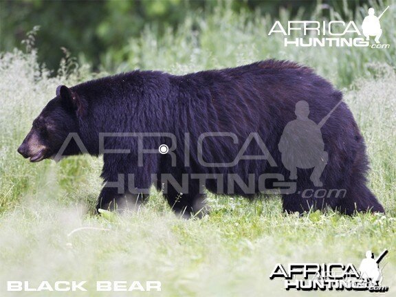 Bowhunting Vitals Black Bear