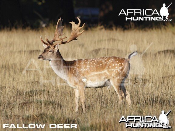 Bowhunting Vitals Fallow Deer