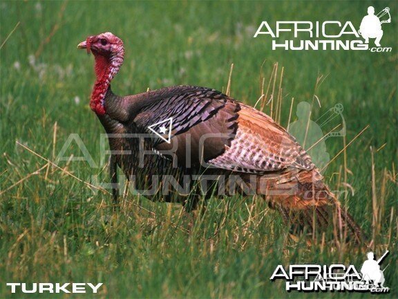 Bowhunting Vitals Turkey