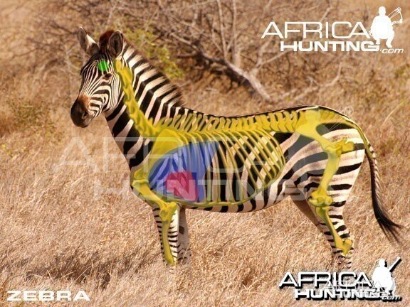 Bowhunting Zebra Shot Placement