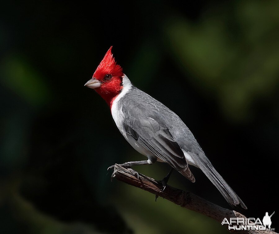 Brazilian Red Head Cardinal