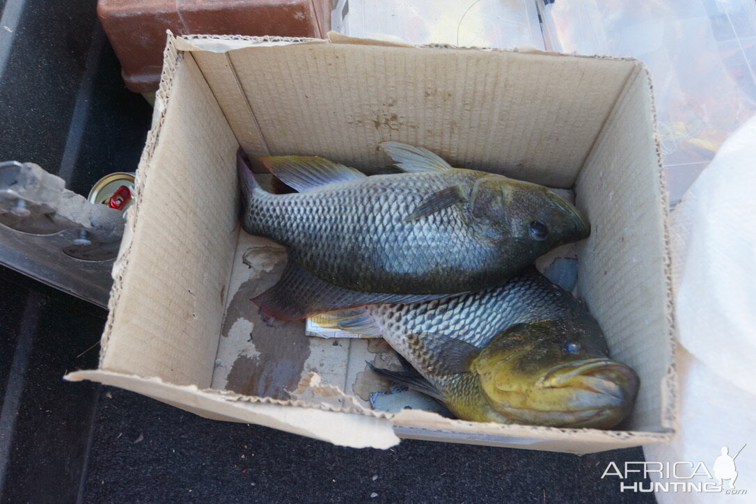 Bream Fishing Okavango Delta Botswana