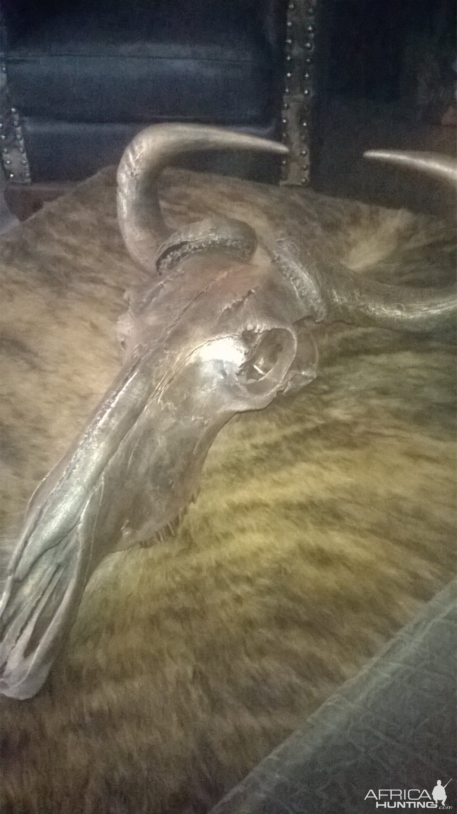 Bronzed Blue Wildebeest Skull Mount Taxidermy