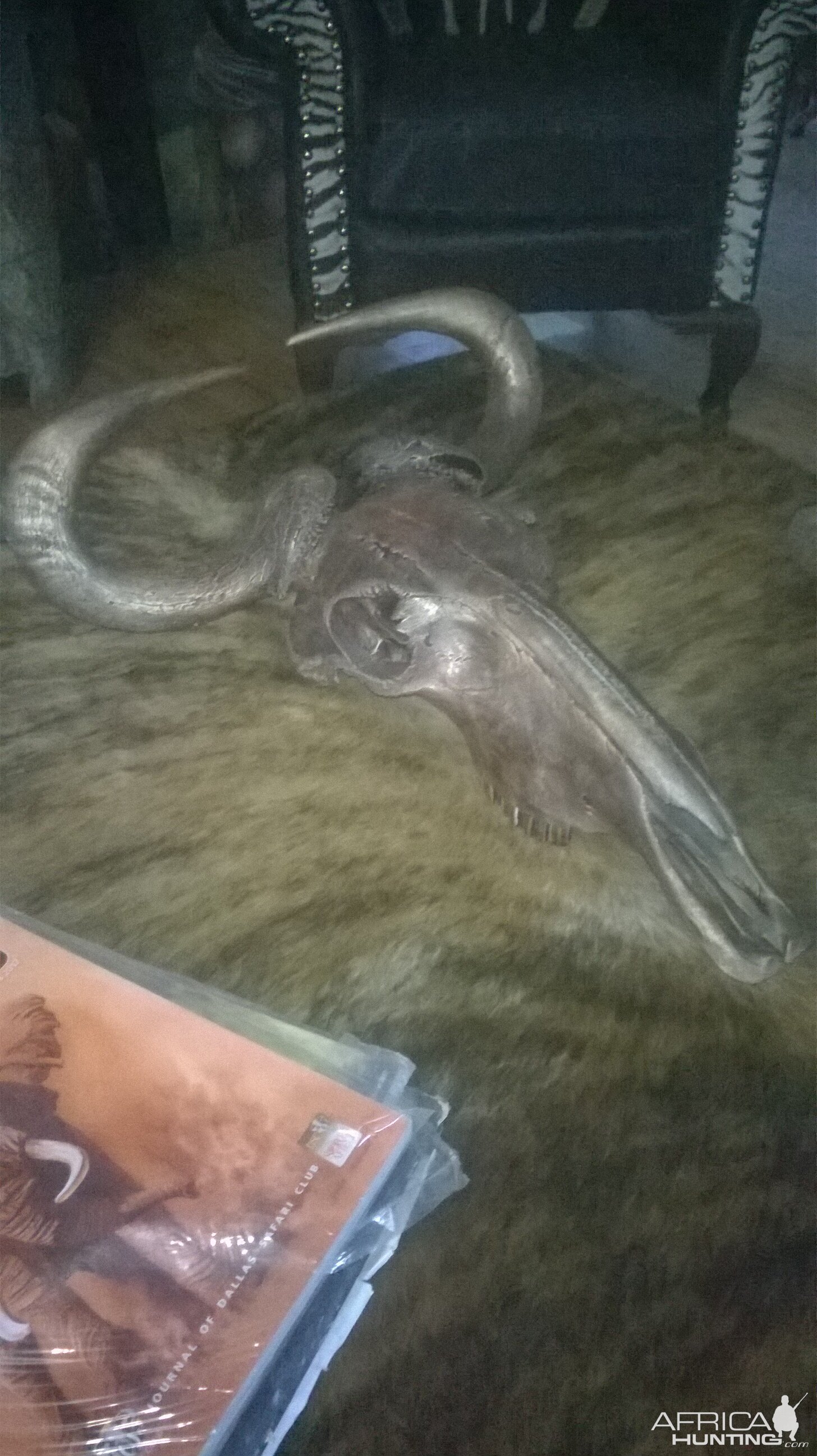 Bronzed Blue Wildebeest Skull Mount Taxidermy