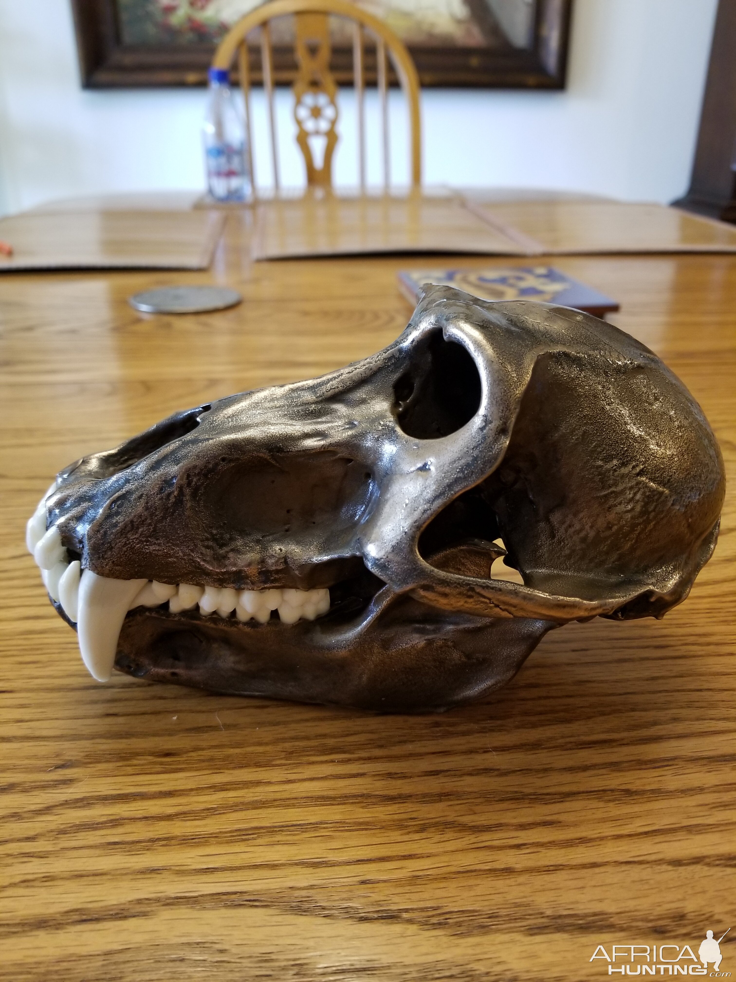 Bronzed Yellow Baboon Skull Taxidermy