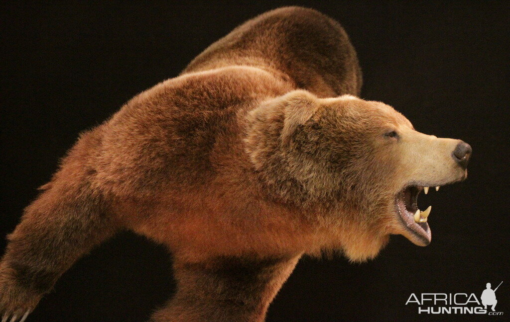 Brown Bear Full Mount Taxidermy Mount