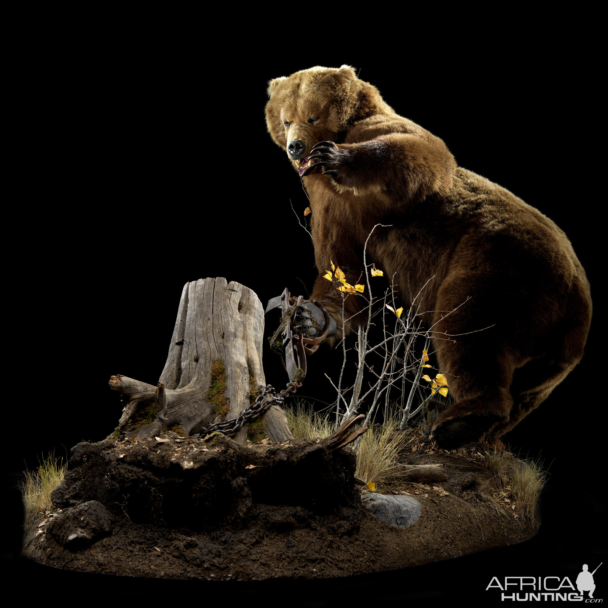 Brown Bear Full Mount Taxidermy