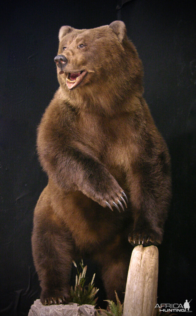 Brown Bear Full Mount Taxidermy