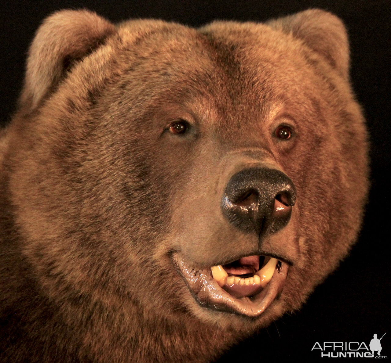 Brown Bear Full Mount Taxidermy