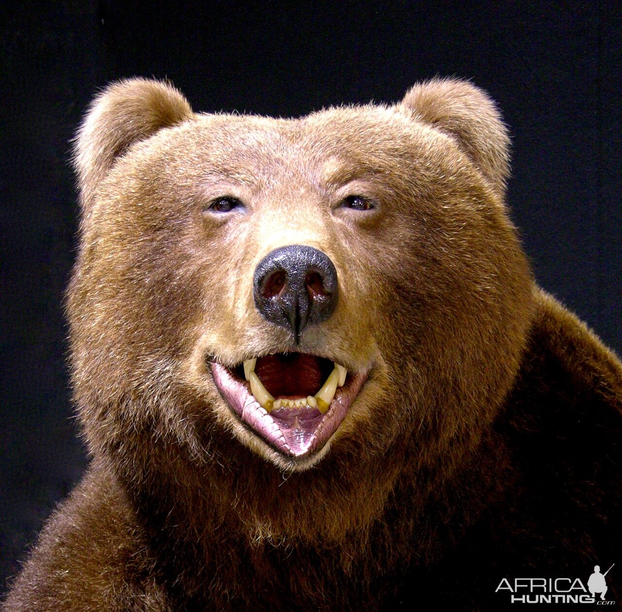 Brown Bear Full Mount Taxidermy