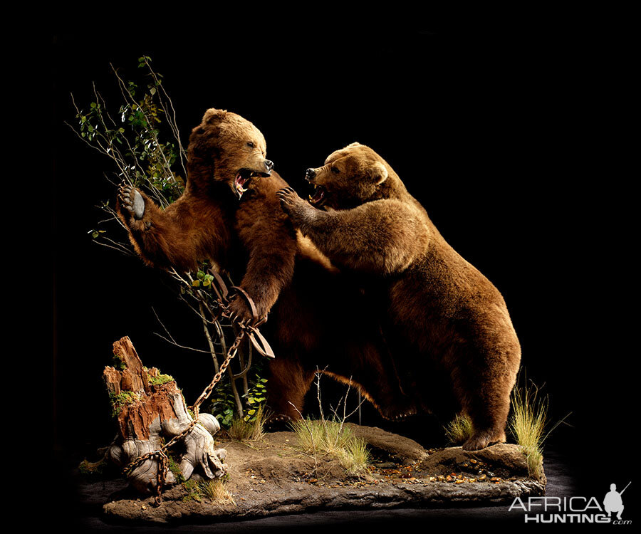 Brown Bear Full Mount Taxidermy