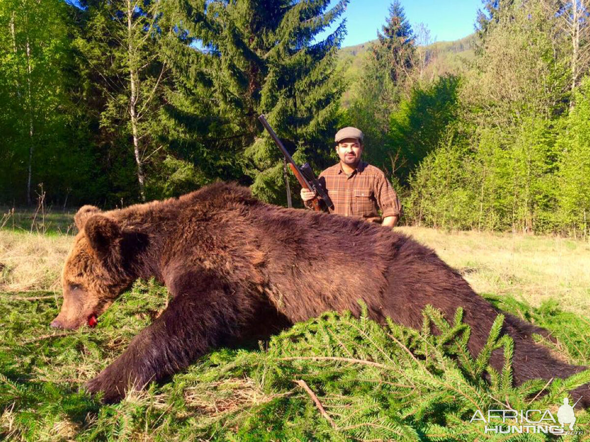 Brown Bear Hunting Romania