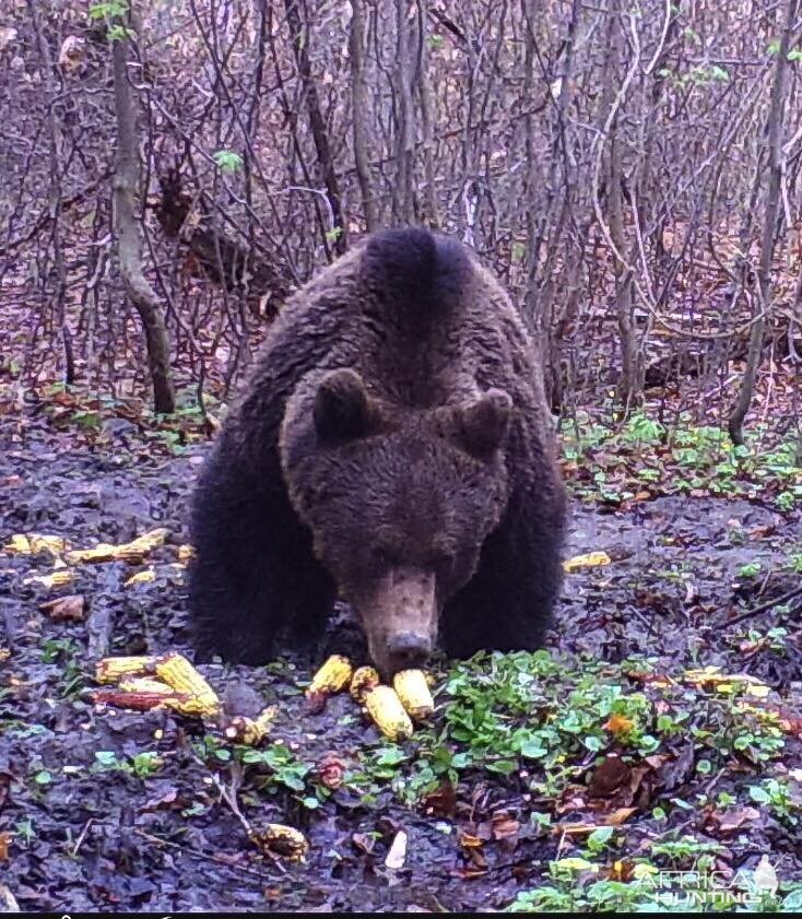 Brown Bear Romania
