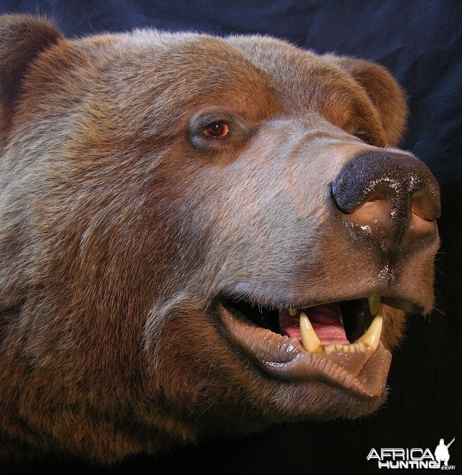 Brown Bear taxidermy by The Artistry of Wildlife