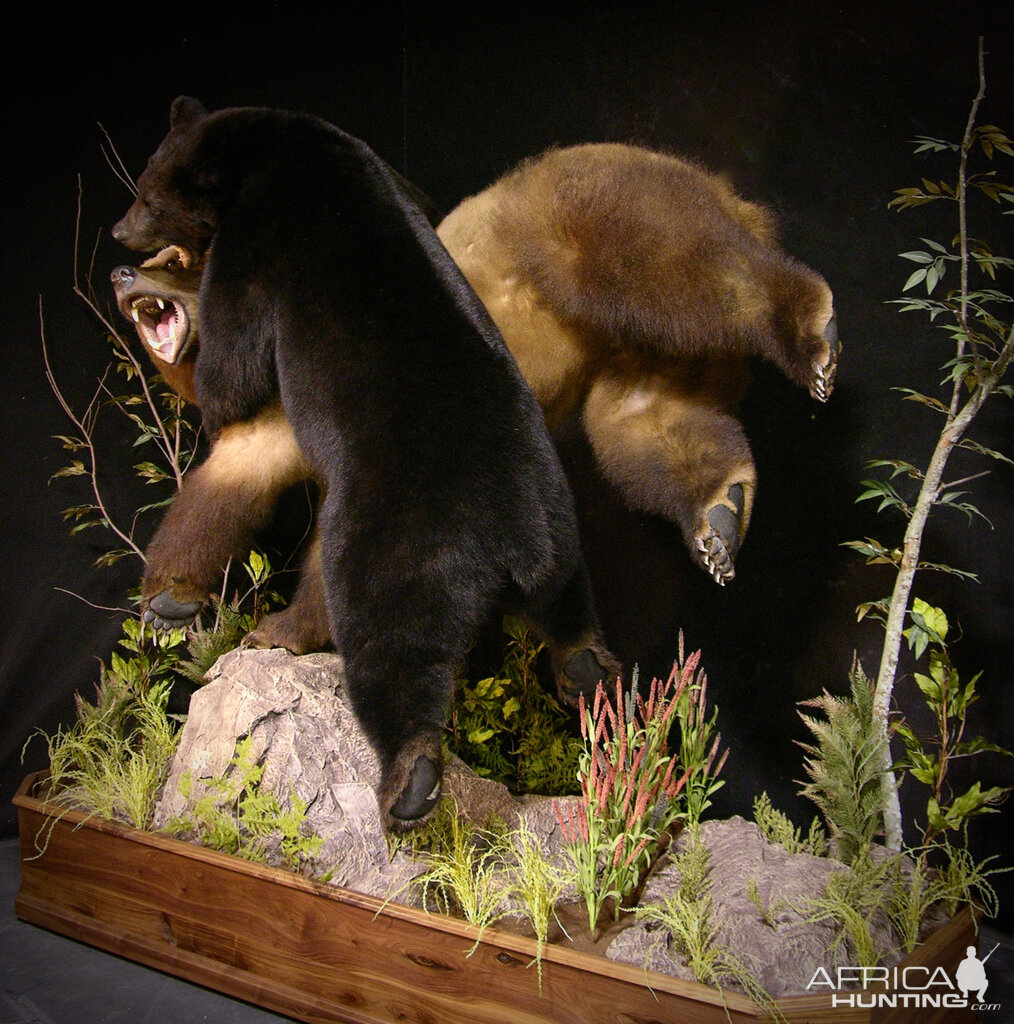 Brown Bear VS Black Bear Full Mount Taxidermy