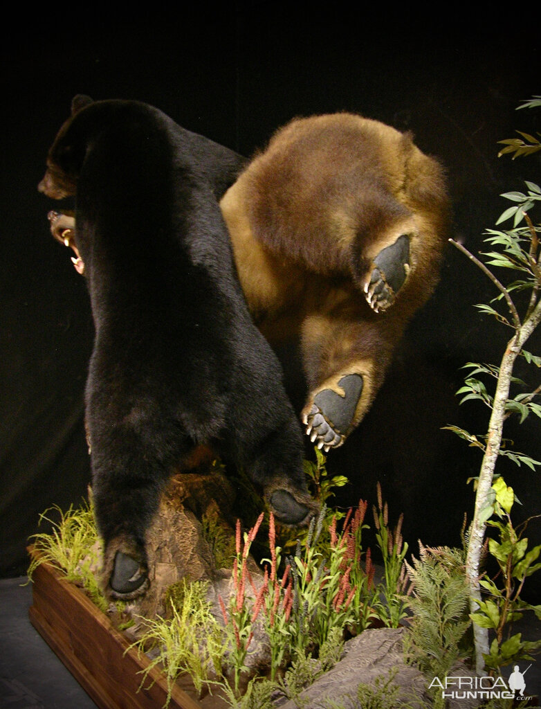 Brown Bear VS Black Bear Full Mount Taxidermy