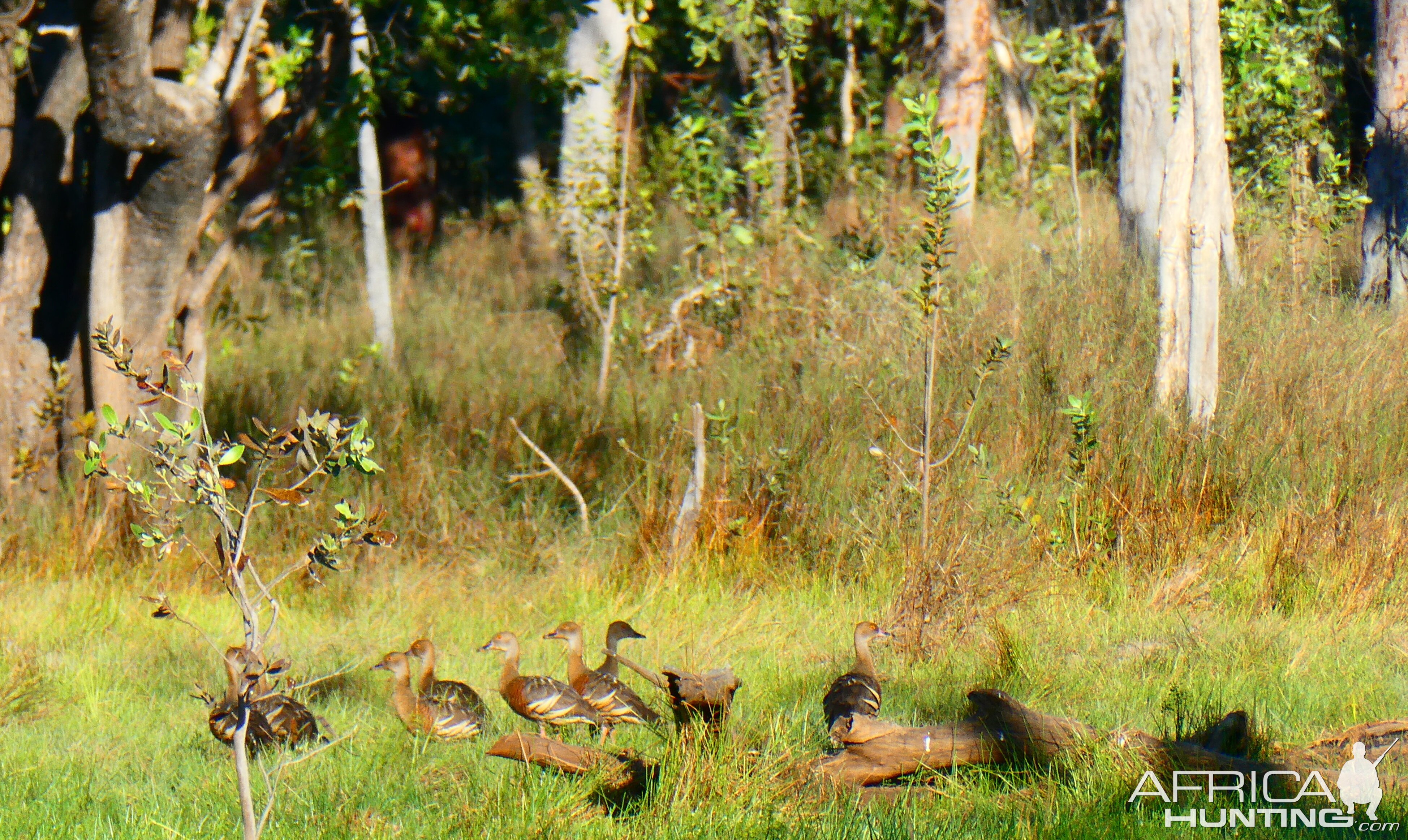 Brown Ducks Australia