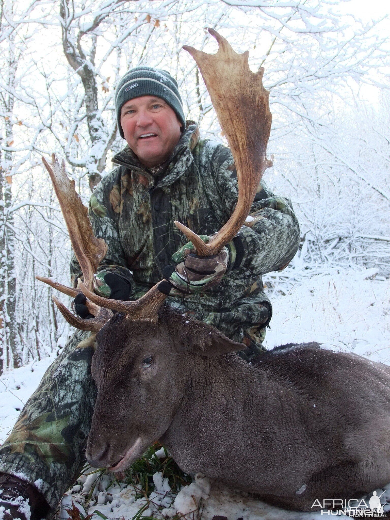 Brown Fallow Deer in the Snow