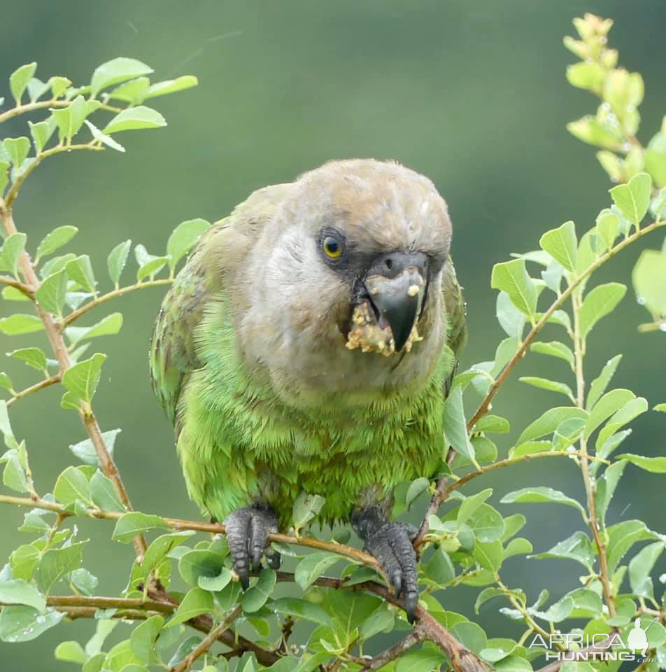 Brown Headed Parrot in the Kruger National Park South Africa