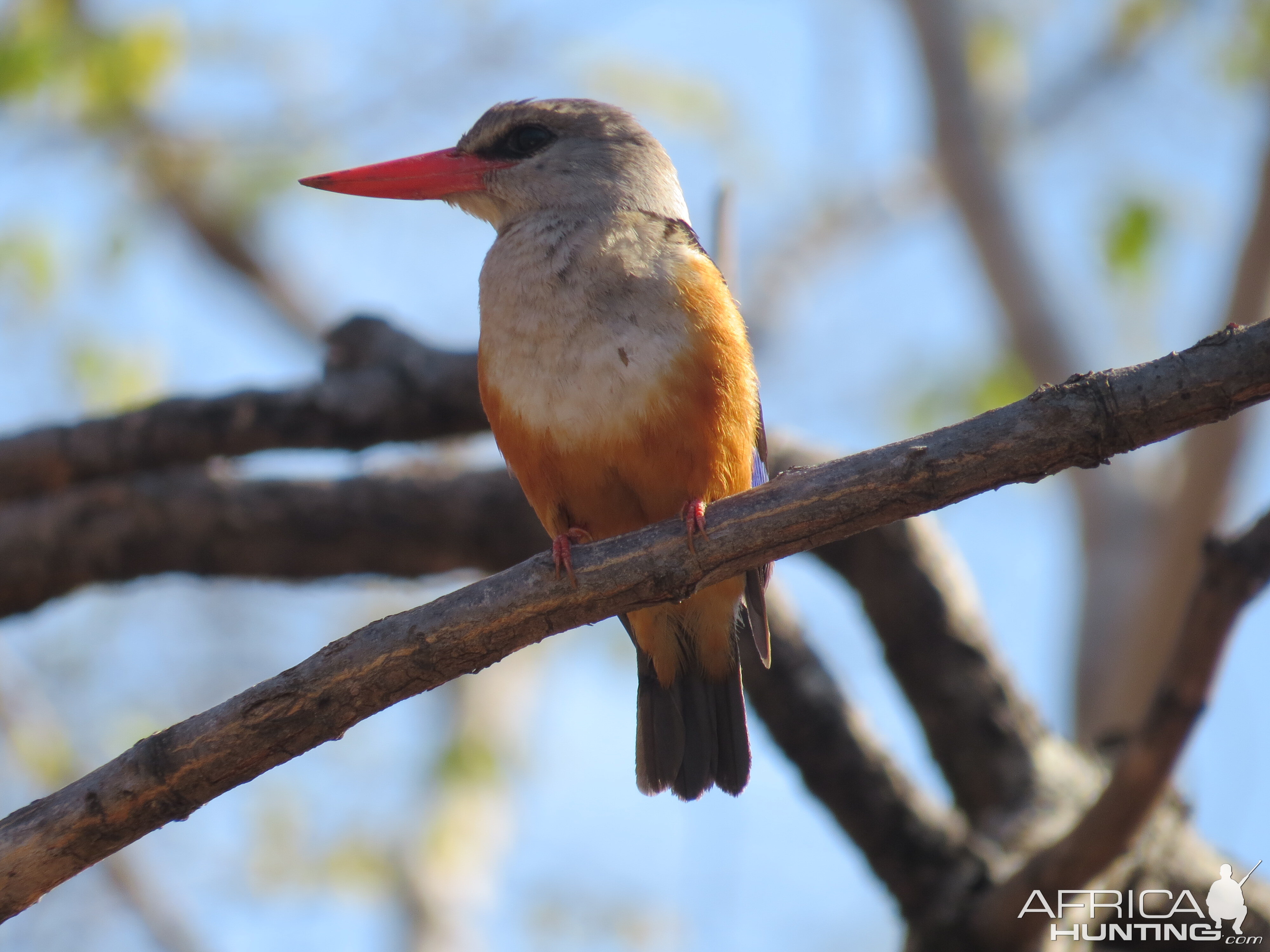 Brown Hooded Kingfisher in Mozambique